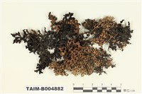 藏品(綿腹衣屬)的圖片